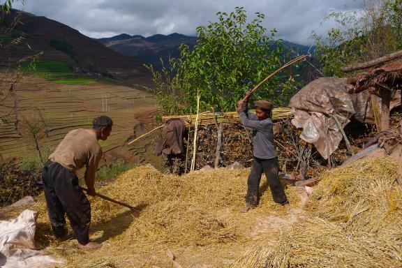 Voyage vers le battage du riz chez les Yi des montagnes du centre-nord du Yunnan