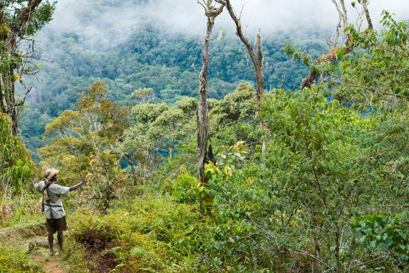 Trekking dans la forêt de montagne des Highlands de Papouasie-Nouvelle-Guinée