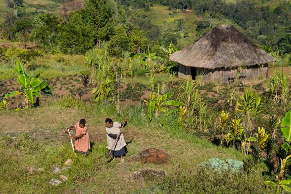 Rencontre avec des femmes papoues s'activant dans leur jardin dans les montagnes des Highlands