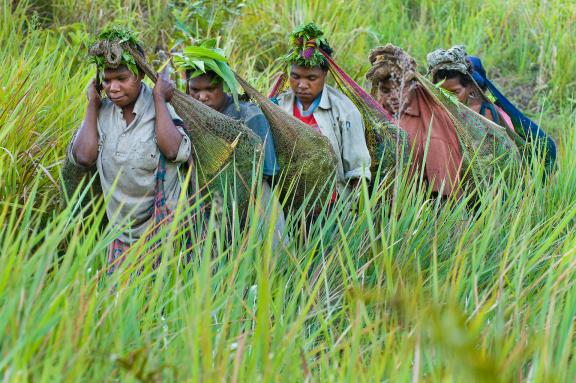 Trekking avec des femmes papoues marchant vers leur village dans les montagnes de Simbai