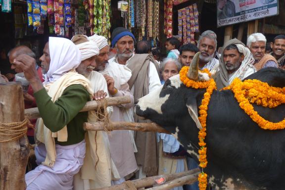 Trekking vers une vache rendant visite aux pèlerins hindous dans les rues de Varanasi