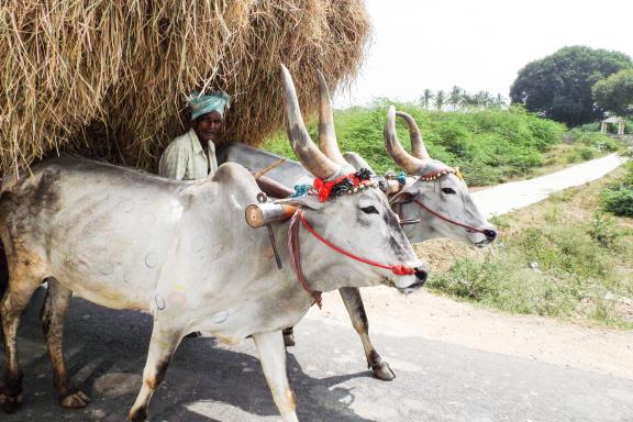 Voyage vers un attelage de boeufs dans la campagne tamoule au Tamil Nadu