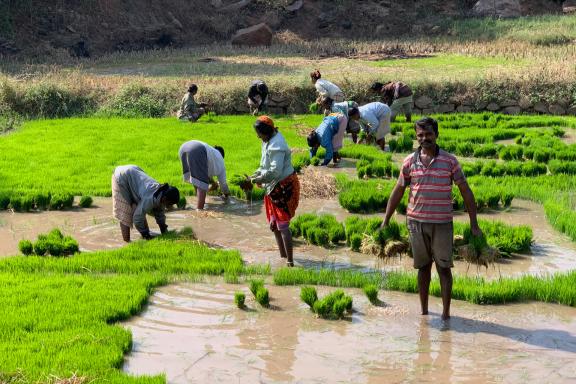 Découverte de la récupération du riz à repiquer au Kerala
