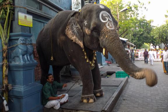 Rencontre avec un éléphant donnant bénédiction dans un temple du Tamil Nadu