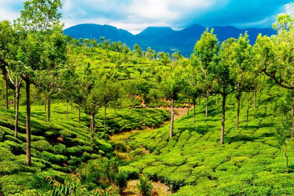 Trekking à travers des plantations de thé au Kerala