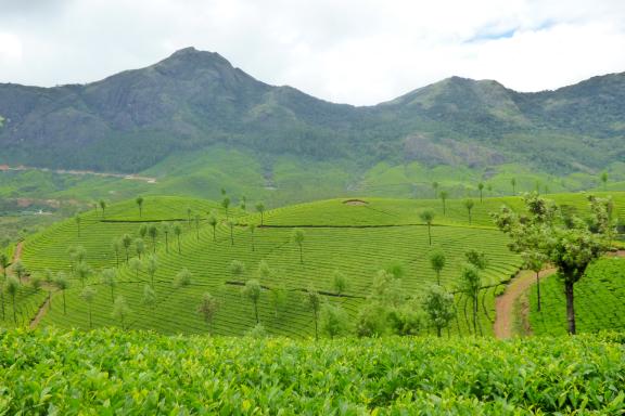 Randonnée à travers les plantations de thé du Kerala dans la région de Munnar