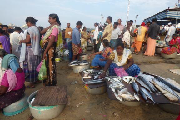 Trekking vers un marché aux poissons côtier au Kerala