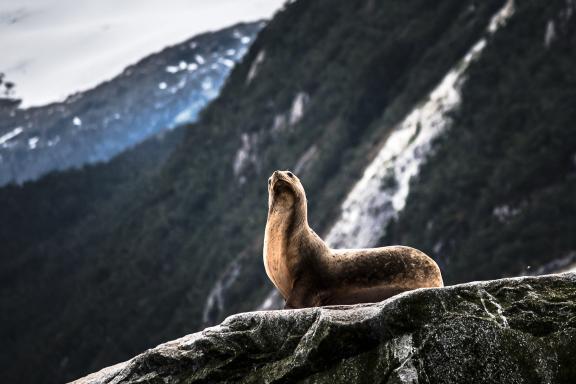 Croisière dans les canaux de Patagonie et Cap Horn