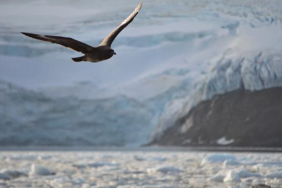 Croisière dans les canaux de Patagonie et Cap Horn