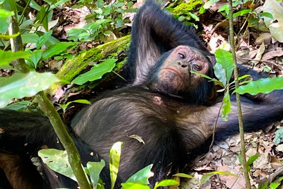 Voyage et rencontre avec un chimpanzé en Ouganda