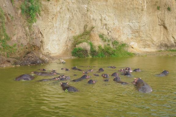 Obsertvation d'un groupe d'hippotames en Ouganda