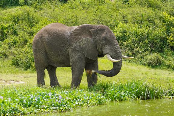 Observation d'un éléphant en Ouganda