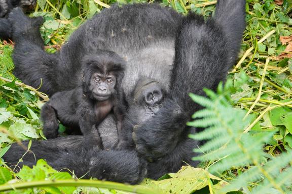 Voyage et gorilles des montagnes en Ouganda