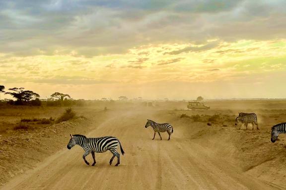 Rencontre avec des zèbres au Kenya