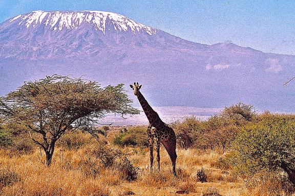 Girafe devant le Kilimandjaro à Amboseli