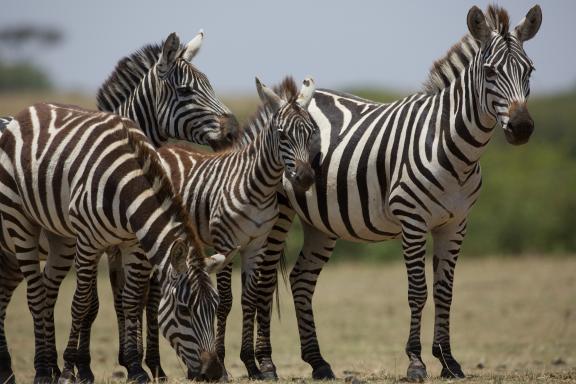 Observation de zèbres au Kenya