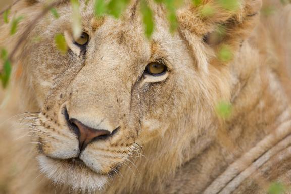 Observation d'un lion au Kenya