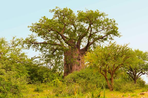 Randonnée et flore au Kenya