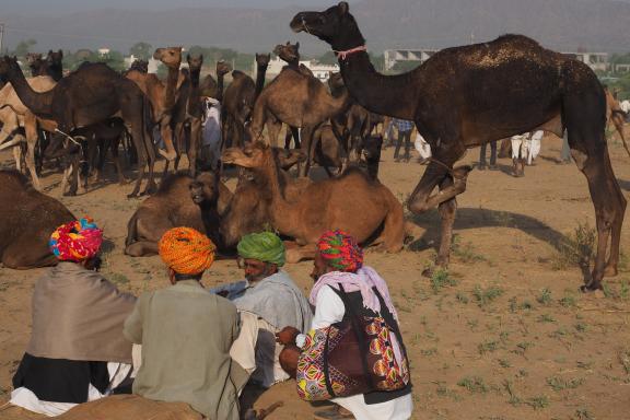 Trek vers des bergers et leurs dromadaires à une foire au Rajasthan