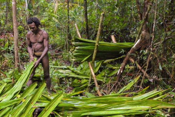 Trekking vers la collecte de feuilles de palme avec nos hôtes Korowai