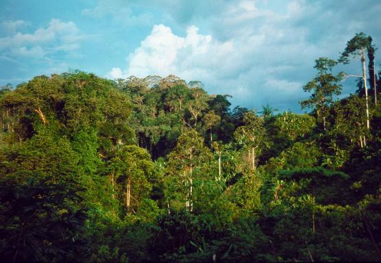 Trekking à travers la forêt de l'île de Siberut vers chez les Sakuddei