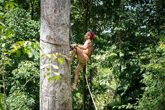 Trek avec un Mentawaï qui monte sur un arbre sur l'île de Siberut