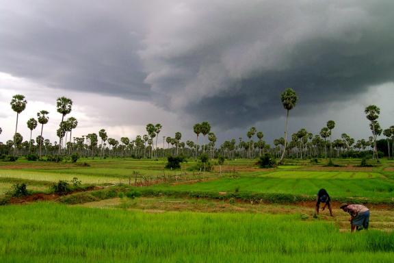 Voyage vers rizières et palmiers à sucre au coeur du Cambodge