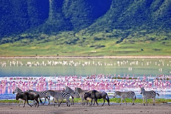 Safari dans le cratère Ngorongoro en Tanzanie