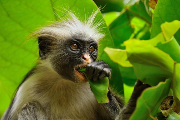 Randonnée dans le parc national de Jozani à Zanzibar