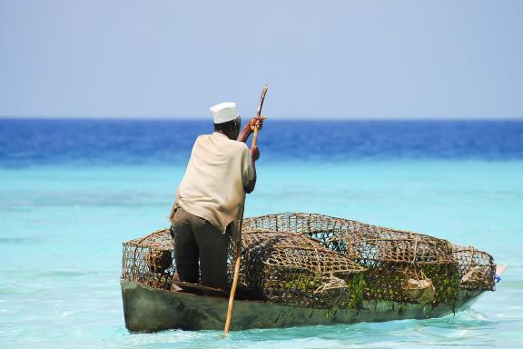 Pêche traditionnelle aux rapaces à Zanzibar
