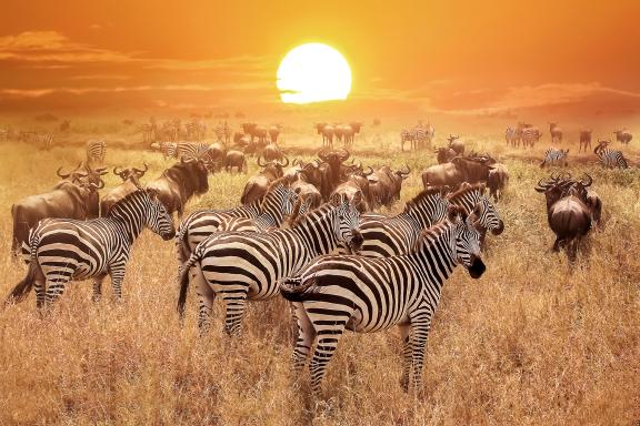 Safari dans le Serengeti en Tanzanie