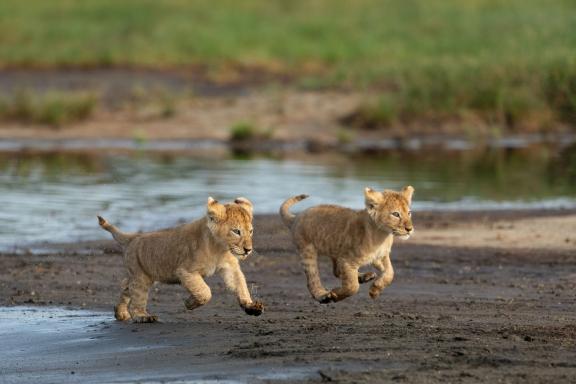 Safari dans le cratère du Ngorongoro en Tanzanie