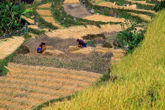 Dans la région des Annapurnas au Népal