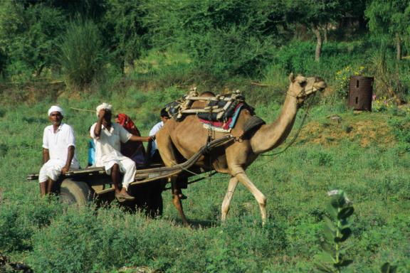 Trek vers une charrette tirée par un dromadaire au Gujarat