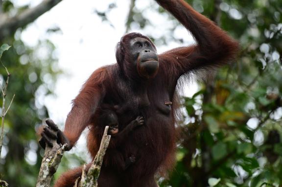 Trek à travers la forêt vers un orang-outan de la vallée de Danum dans l'état de Sabah
