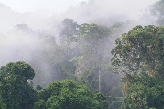 Immersion dans la forêt primaire de la vallée de Danum dans l'état de Sabah