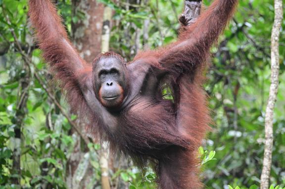 Rencontre avec un orang-outang dans le parc de Danum dans l'état de Sabah