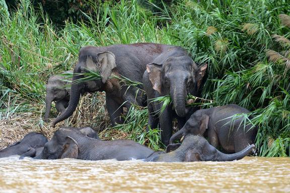Navigation vers des éléphants pygmée de la rivière Kinabatangan dans l'état de Sabah