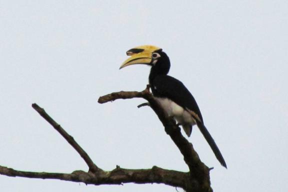 Observation d'un calao sur une branche dans l'état de Sabah