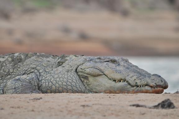 Navigation près d'un crocdile sur la rivière Kinabatangan