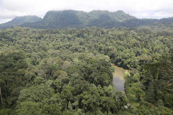 Randonnée à travers la forêt du par national de Mulu au Sarawak oriental