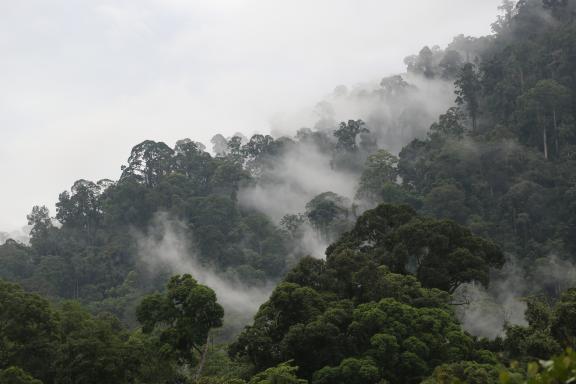 Voyage d'aventure dans la forêt primaire au Sarawak oriental