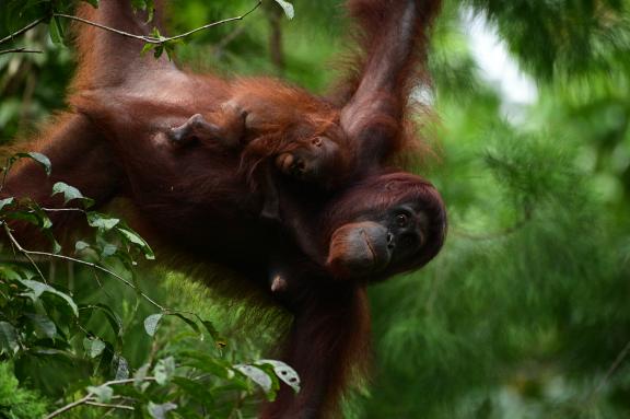 Rencontre avec une femelle orang-outan et son petit dans la vallée de Danum