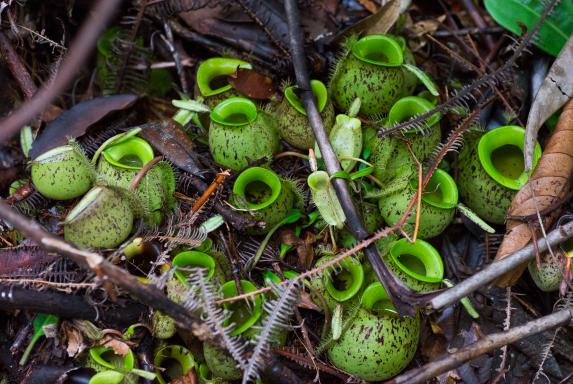 Trek parmi les plantes carnivores dans la jungle de Bornéo