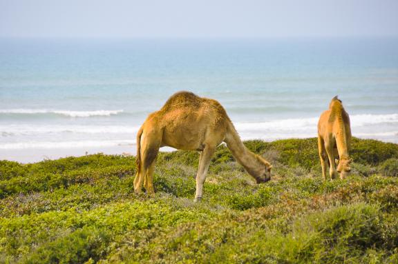 Trek avec des chameaux au Maroc