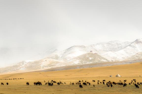 Trek et tempête de neige sur les rives du Lac Son Kul