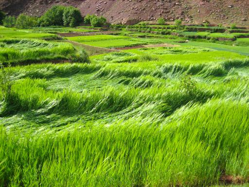 Trekking le long de pâturages dans la vallée de la Tessaout