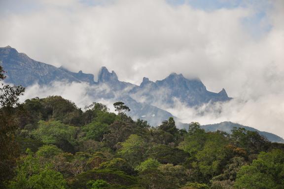 Trek à travers la jungle sur les pentes du Mont Kinabalu dans l'état de Sabah