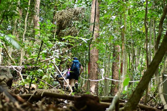 Trekking sur les pentes du Mont Mulu au Sarawak oriental