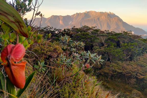 Randonnée sur les pentes du Mont Tambuyukon dans l'état de Sabah